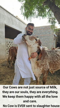 Best A2 Cow Ghee Brand in India - Ekaris Founder with Purebred GIR Cow Gujarat Cruelty Free Ethical A2 Ghee